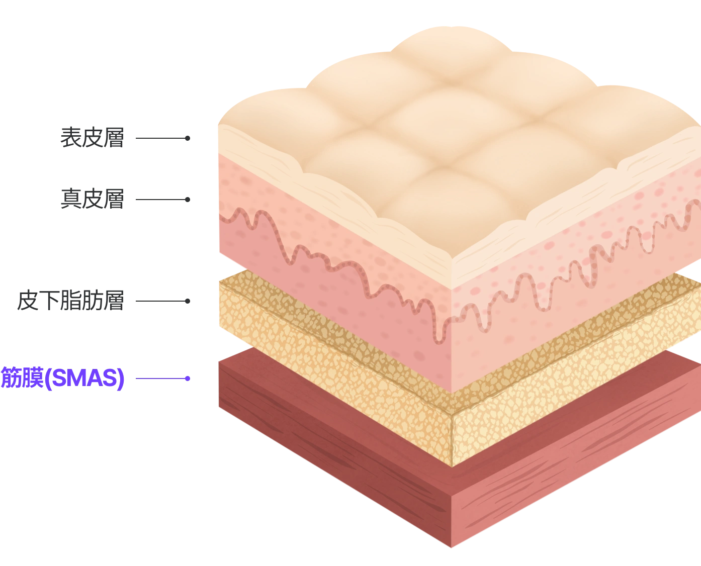 スマス層 : 筋膜(SMAS)、 皮下脂肪層, 真皮層, 表皮層