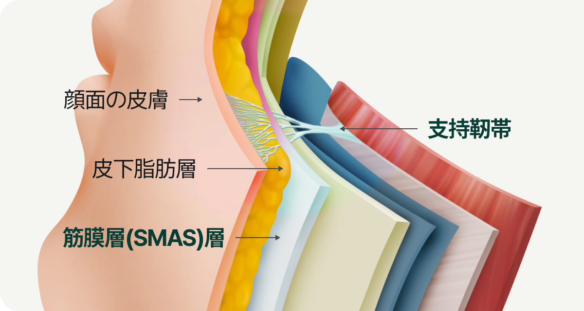 顔の皮膚、皮下脂肪層、筋膜（SMAS）層を繋げる支持靭帯