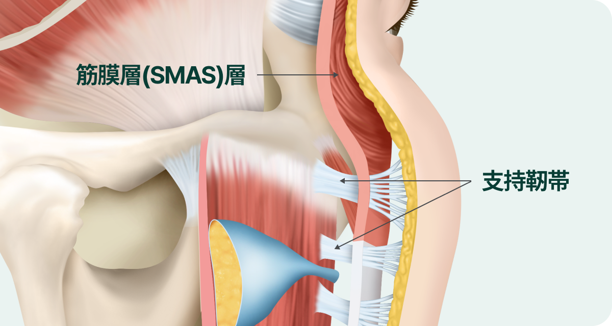 顔の皮膚、皮下脂肪層、筋膜（SMAS）層を繋げる支持靭帯